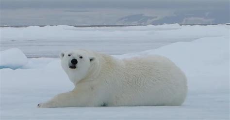 Polar Bears Leave Clues Behind In Their Footprints Cbs News