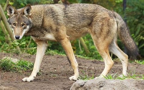 Eureka Based Wolf Refuge To Build Home In Arkansas For The Worlds