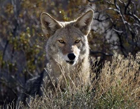 10 Facts You Did Not Know About Coyotes Animals Zone