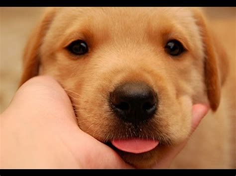 You'll find below all the articles written in the puppy category of this site. Golden Retriever Puppies Are Cute Overload - Funny Puppy ...