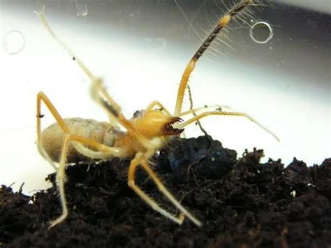 Some scorpions have venom with enough potency to harm humans. A Walk on the Wild Side — Galeodes arabs