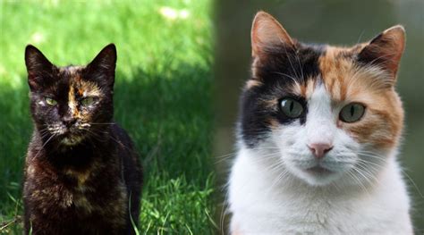 Tortoiseshell Vs Calico How To Spot The Difference With Pictures