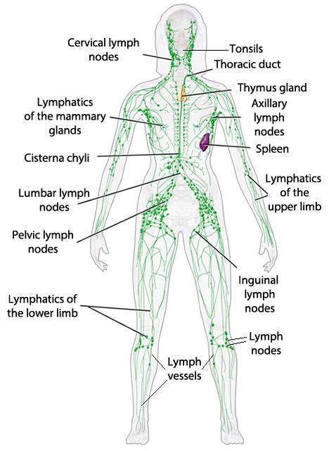 Simple Lymphatic System Diagram Images Galleries