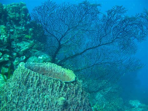 Coral Reef St Lucia Soufriere Area St Lucia Photo By L Flickr