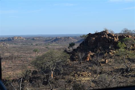 ﻿the Elusive Golden Rhino Of Mapungubwe Jardin