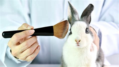 Californias Cruelty Free Cosmetics Act To Ban Animal Testing Passes