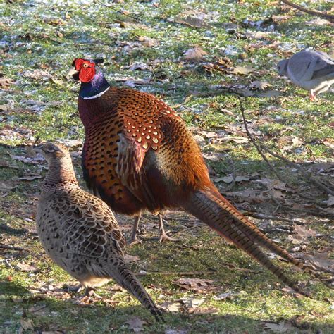 Trogtrogblog Bird Of The Week Pheasant