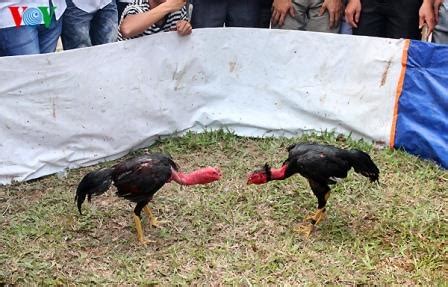 Sabung ayam & adu ayam jantan merdu suaranya final. Gambar sabung ayam saigon vietnam di acara festival ~ Ayam ...