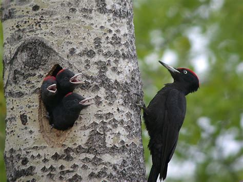 Black Woodpecker Wikipedia