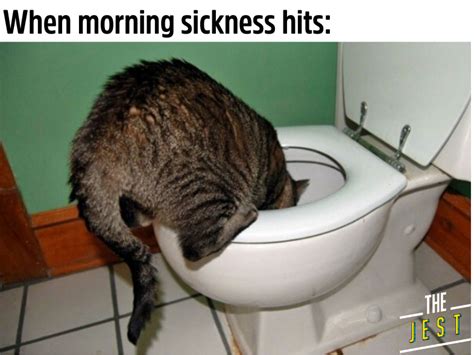 Funny Pregnant Cat Meme Morning Sickness The Jest