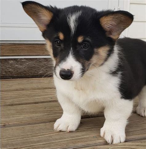 Corgi puppies now have an outside pen (under a canopy to keep the rain off, and surrounded by plastic to keep the heat in). Corgi Puppies For Sale | Phoenix, AZ #297538 | Petzlover