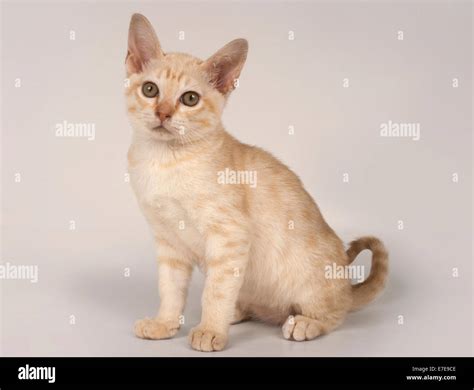 Australian Mist Kitten Stock Photo Alamy