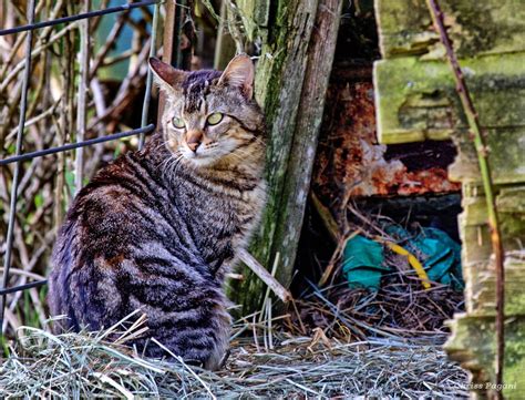 The Feral Life Compassion Cats May 2014