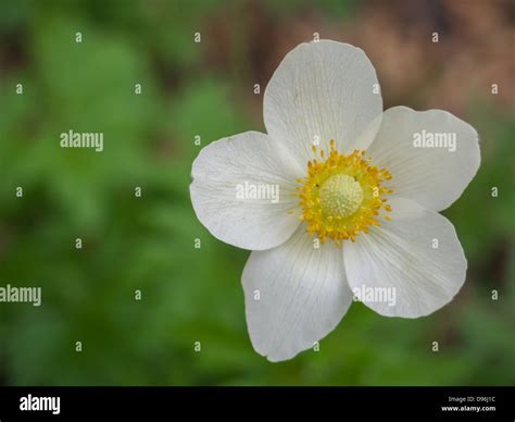 White Flower With Five Petals And Yellow Centre Stock Photo Alamy