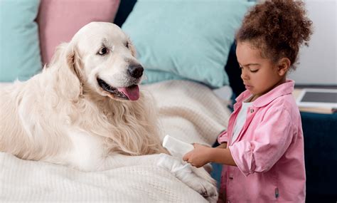 Pet First Aid Top Best 3 How To Treat Minor Injuries Treatment