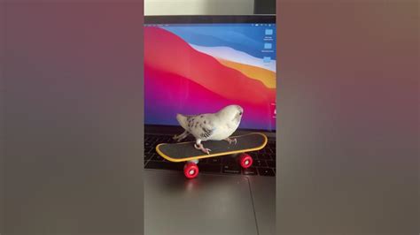 Budgie Playing On Skateboard Youtube