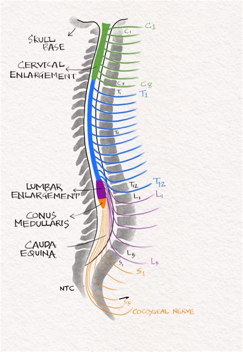The Spinal Cord Anatomy And Clinical Syndromes Neurology Teaching Club