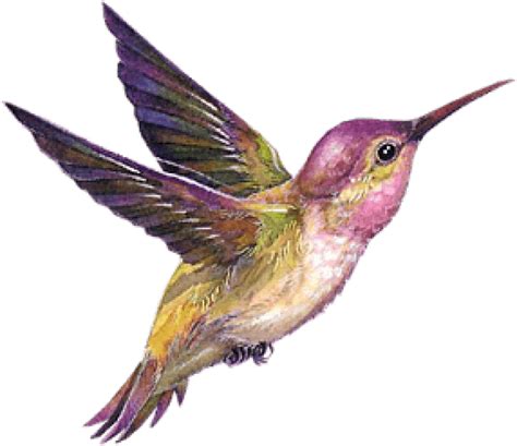 Hummingbird Portable Network Graphics  Transparency Bird Png