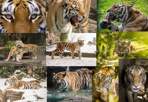 Global Tiger Day 2017 By Austinsptd1996 On Deviantart