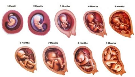 ففي بعض الحالات تعتبر الإفرازات البيضاء من أول علامات الحمل. مراحل تكون الجنين - عالم حواء مركزي