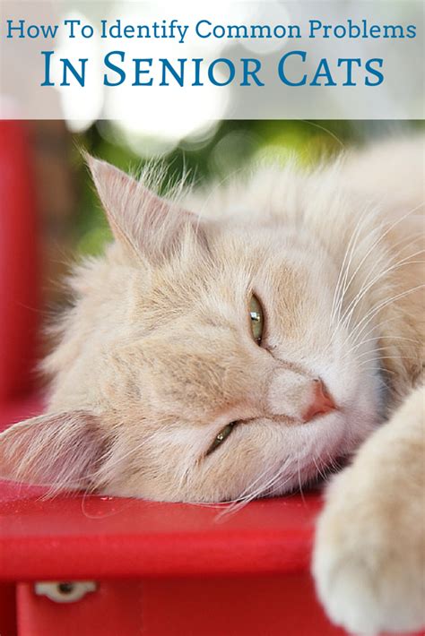 Signs And Symptoms Associated With Senior Cats May Be Subtle And