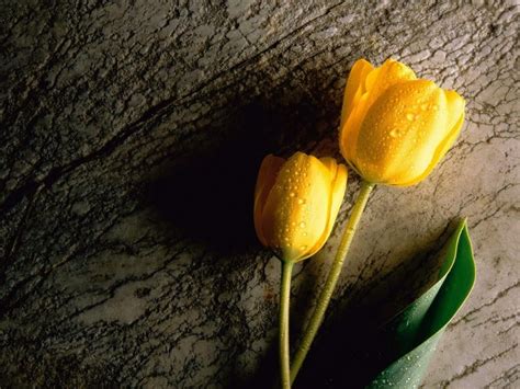 El Color De Los Tulipanes Y Su Significado Jardineria On