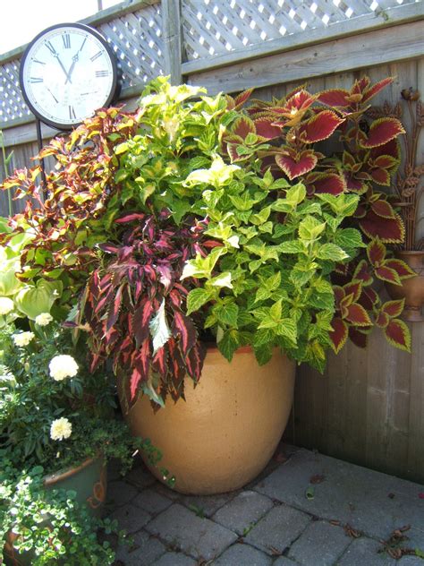 Coleus In A Sheltered Space Make A Huge Impact In My Friends Poolscape