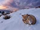 Coyote Sleeping In The Snow During Sunrise, Yellowstone National Park