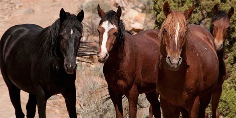 Mustangs All About North Americas Wild Horses Insider Horse