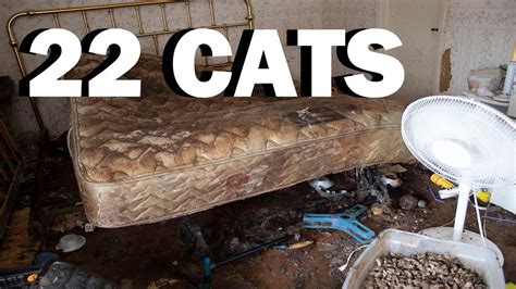 Animal Hoarder House 22 Cats Youtube