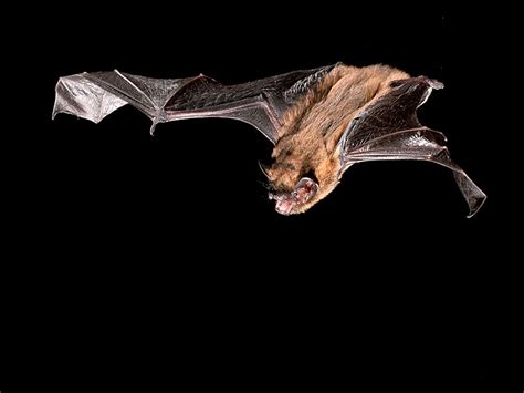 Pipistrelle Bat Sussex Wildlife Trust