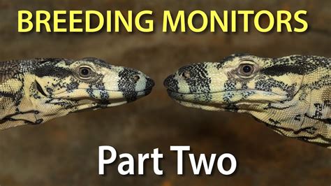 Breeding Monitor Lizards In Captivity Part Two Determining The Sex Of Your Monitors Youtube