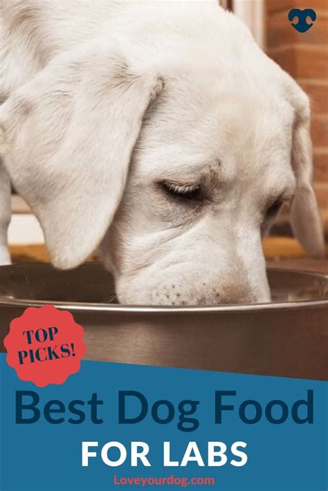 Best Dog Foods For Labrador Retrievers Puppies Adults And Seniors In