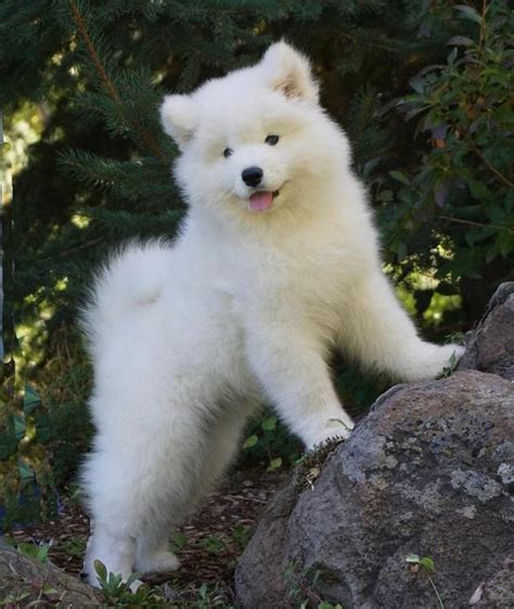 Samoyed Samoyed Puppy For Sale Text Us 121 346 5021 Dogs For Sale