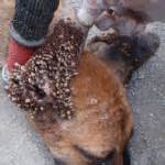 Dog Shampoo Kill Lice