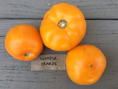 Woodle Orange Heirloom Tomato Seeds Domatesler