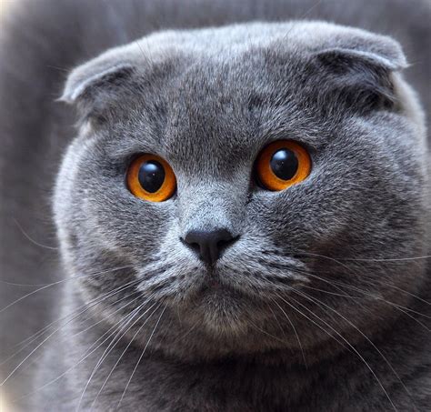 4 Raças De Gatos Que Você Provavelmente Não Conhecia Cat Scottish
