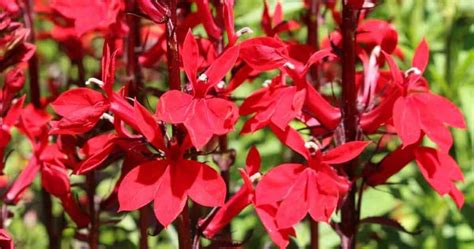 Growing Cardinal Flower Learn Striking Red Lobelia Cardinalis Care