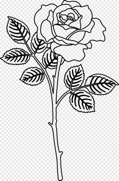 Rose Corner Flower Design Drawing Dreaming Arcadia