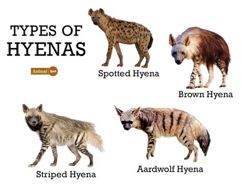 Can Hyenas And Dogs Breed