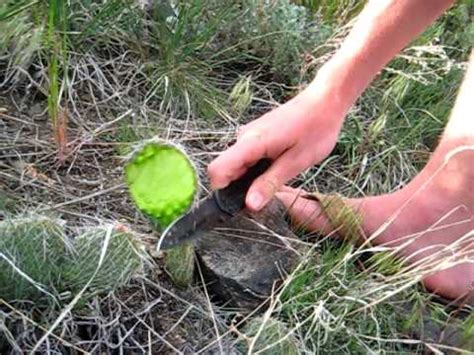 You probably won't be carrying. How to eat a cactus! - YouTube