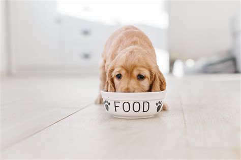 The Very Best Diet For Dogs According To Vets Readers Digest