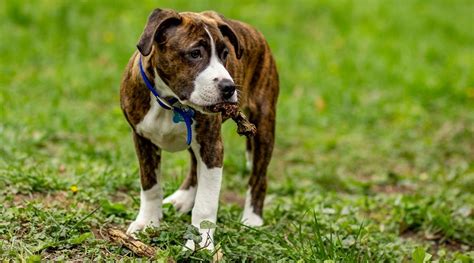 Bullboxer Pit Mixed Canine Breed Pictures Characteristics And Information