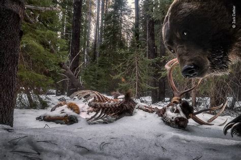 Espectaculares Fotografías Ganadoras Del Concurso Wildlife Photographer