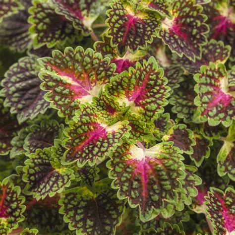 Coleus Colorblaze Strawberry Drop Moss Greenhouses