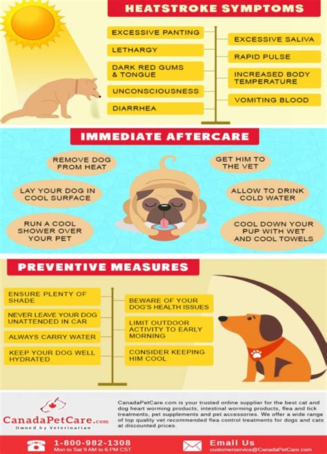Infographic Signs After Care And Prevention Of Heatstroke In Dogs