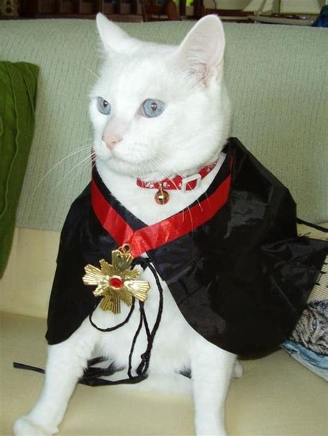 25 Cloaked Cats Pet Costumes Diy Pet Costumes Cat Halloween Costume