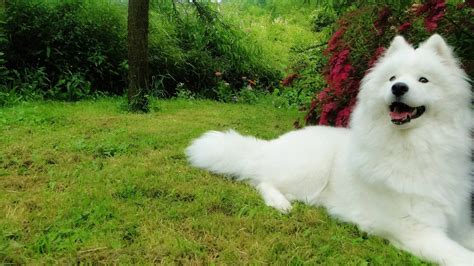 Samoyed Wallpaper 65 Pictures