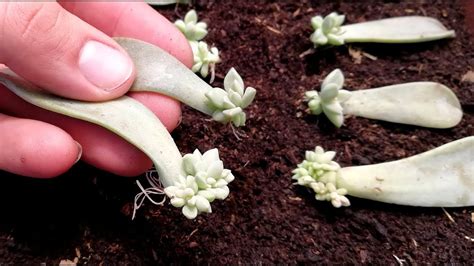 How To Propagating Succulents From Leaves Very Easy Youtube
