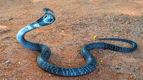 Giftigste Schlange Der Welt Giftschlangen Durch Giftige Bisse